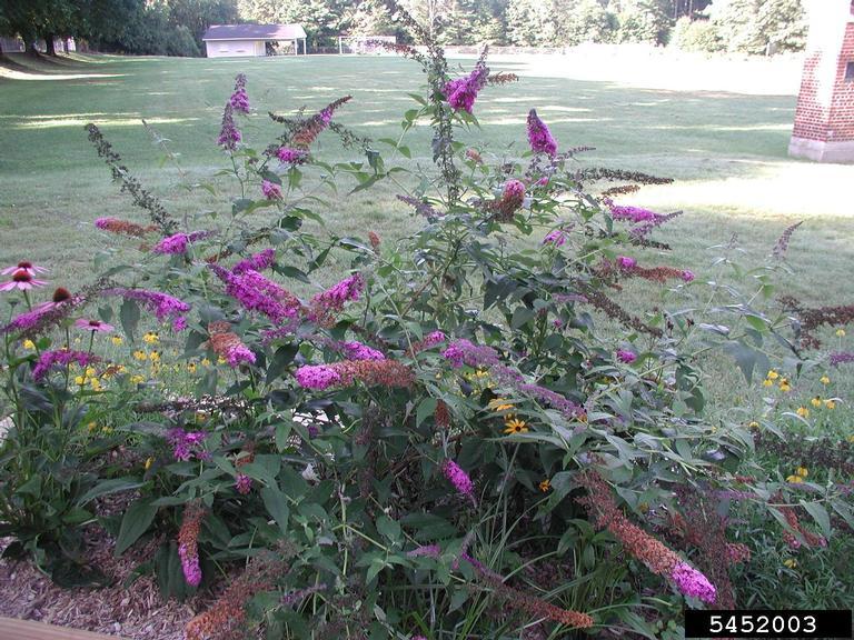 Butterflybush ornamental planting. Photo by Leslie J. Mehrhoff, University of Connecticut, Bugwood.org.