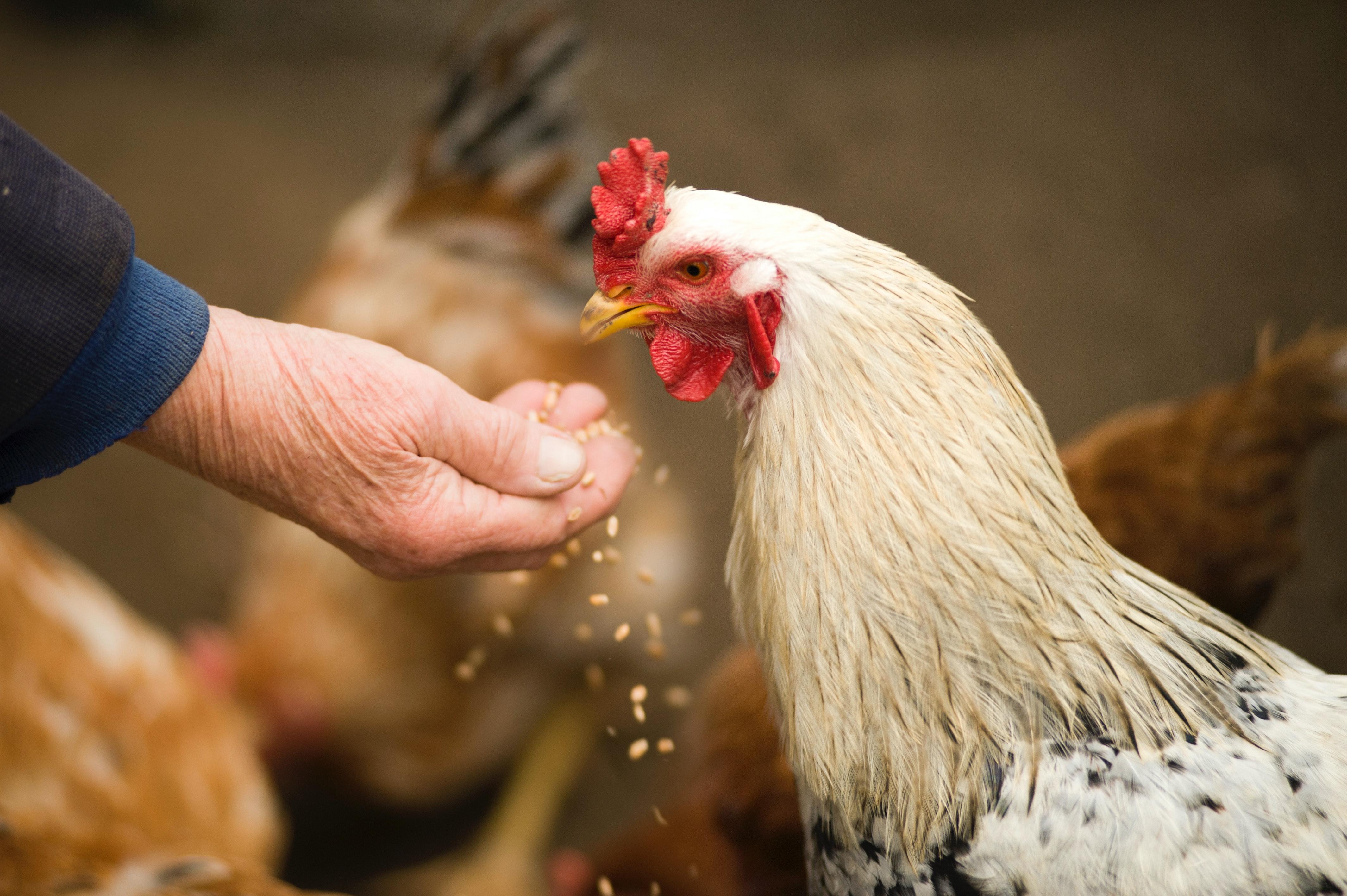 Chicken feeding