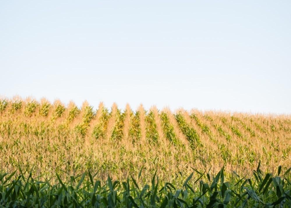 Corn Field