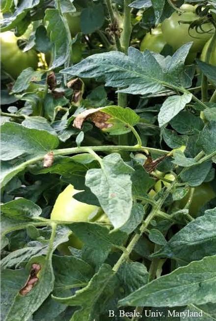 Rhizoctonia leaf blight on tomato. 