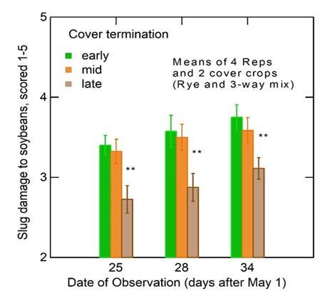 Figure 7. The plots where the cover crops had been killed the latest (sprayed on 13 May, a week after soybean planting) had lower damage to soybeans than the plot with early and mid-killed cover crops.