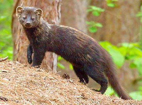 A fisher caught on a trail cam. Photo courtesy Massachusetts Audubon