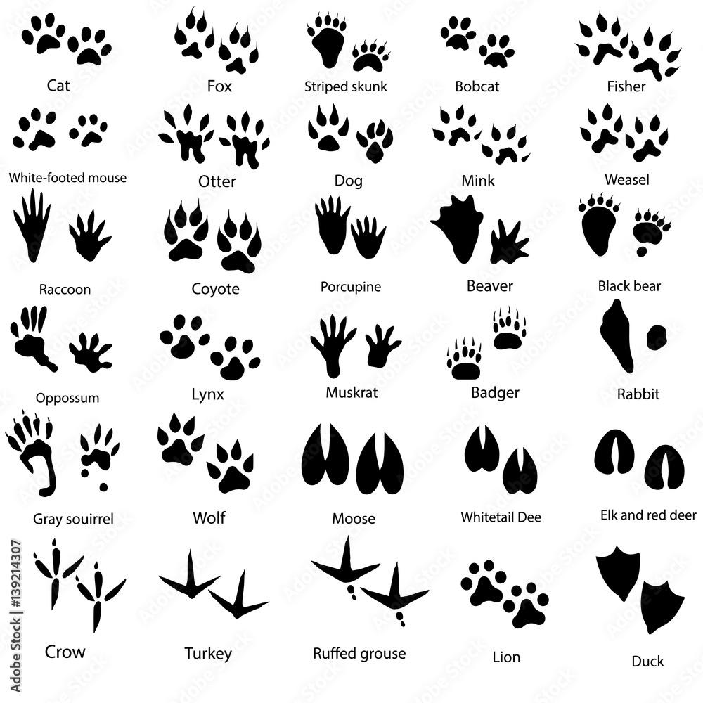 Animal Footprints