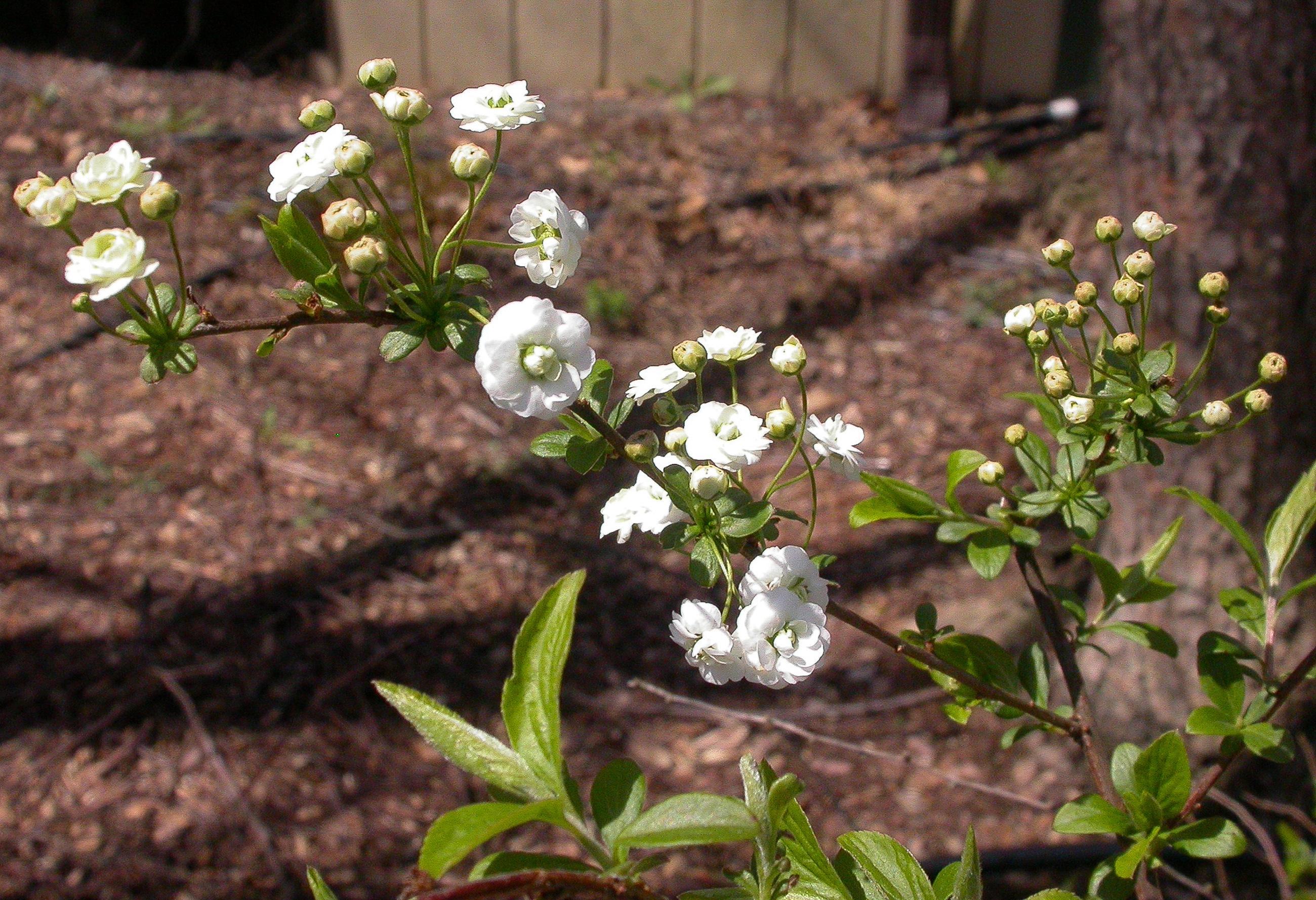 Bridal veil spirea flowers