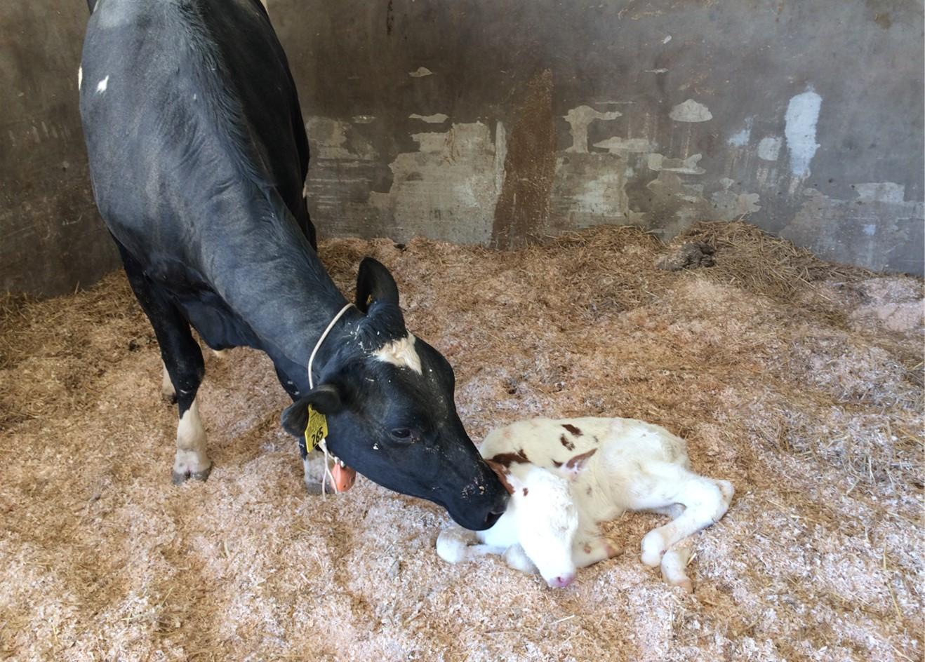 black cow and white and brown spotted calf