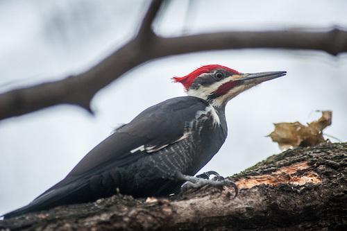 Woodpecker