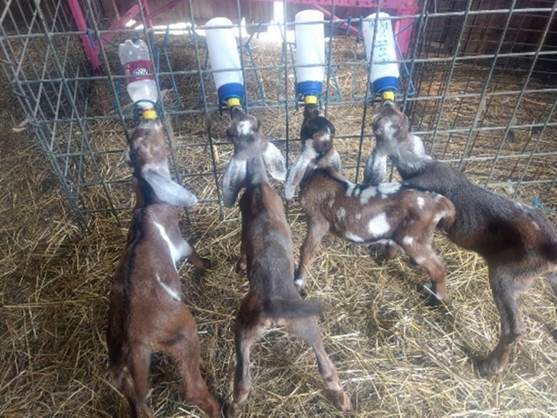 Figure 3. Kids nursing using individual bottle racks. Photo Credit Maegan Perdue