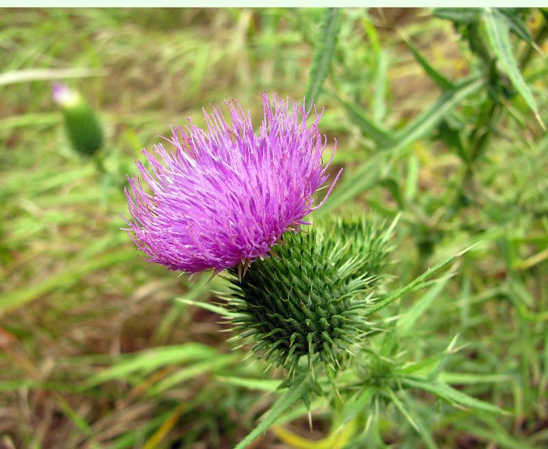 Bull thistle bloom in Garrett Co., Maryland. Photo by Jim Brighton, Maryland Biodiversity Project