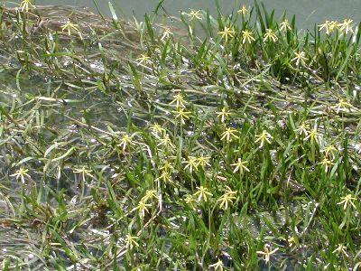 Water Stargrass - Texas A&M University