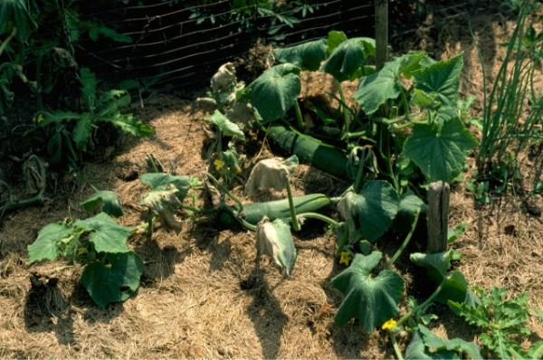 vines and leaves of a cucumber plant wilting