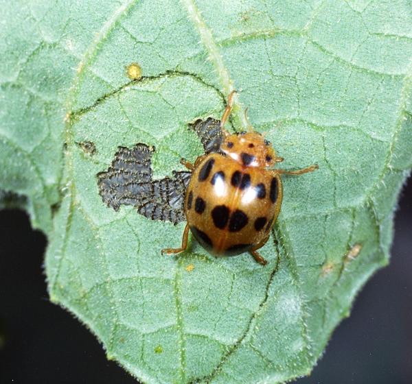 orange insects with black spots - squash beetle