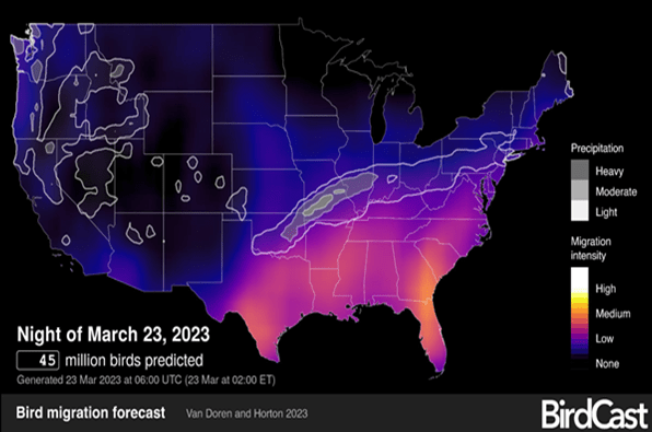 BirdCast Migration picture