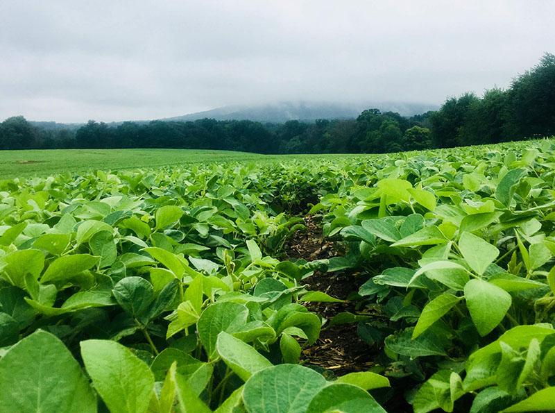 Soybean Field