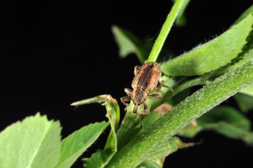 An adult alfalfa weevil on the leaf of an alfalfa plant.