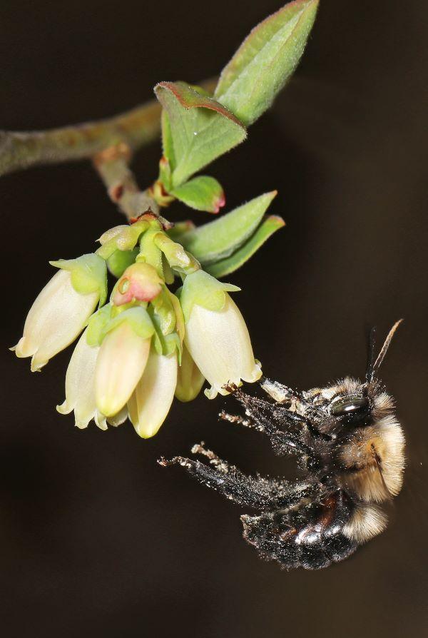 bee pollinating a flower