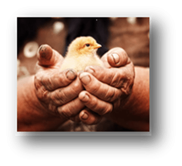 Baby chicken being held within dirty hands