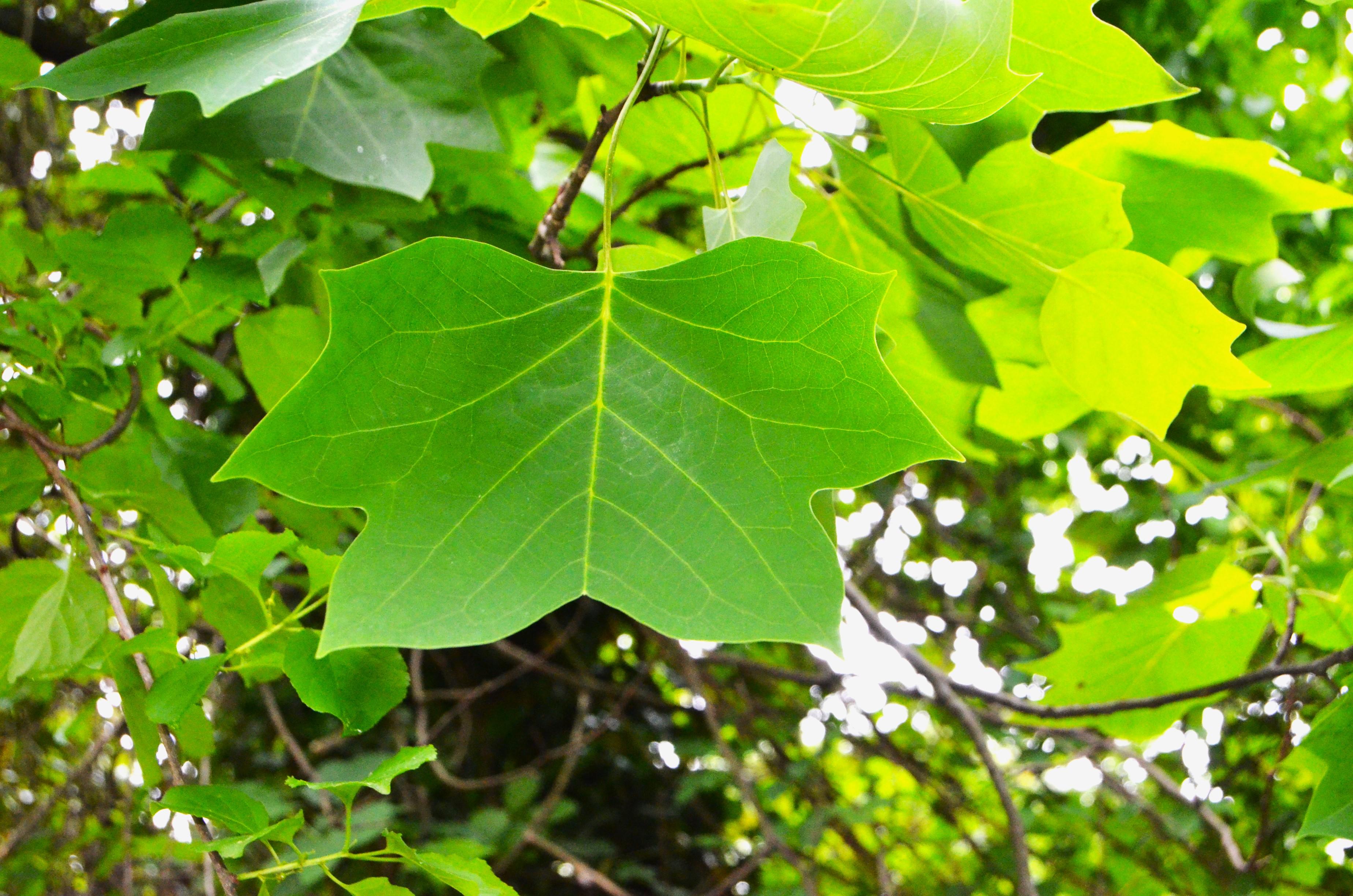 Tuliptree (Liriodendron tulipifera) leaf