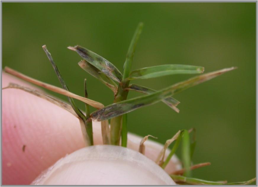 Pythium blight lesions on turfgrass leaves.