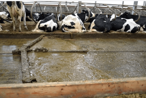 The moving delta scraper installation removes manure in the cowshed.