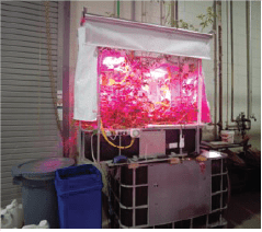 Aquaponic system with grow lights