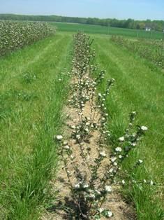 Aronia rows at Wye REC