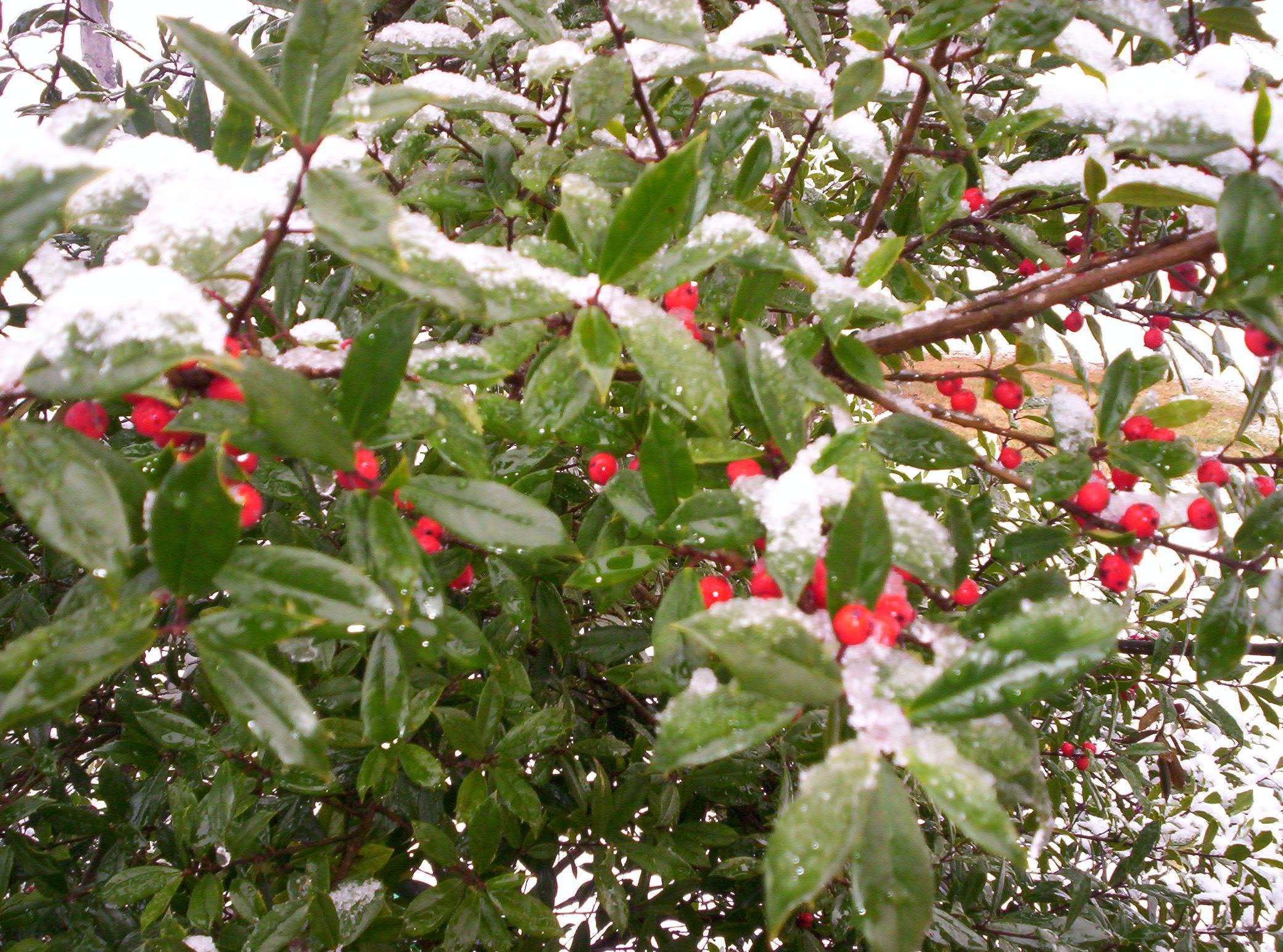 American holly in snow. Photo by Andrew A. Kling.