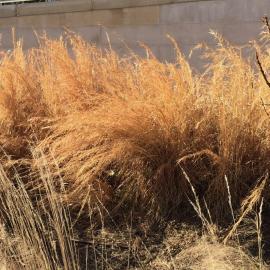 native broomsedge grass