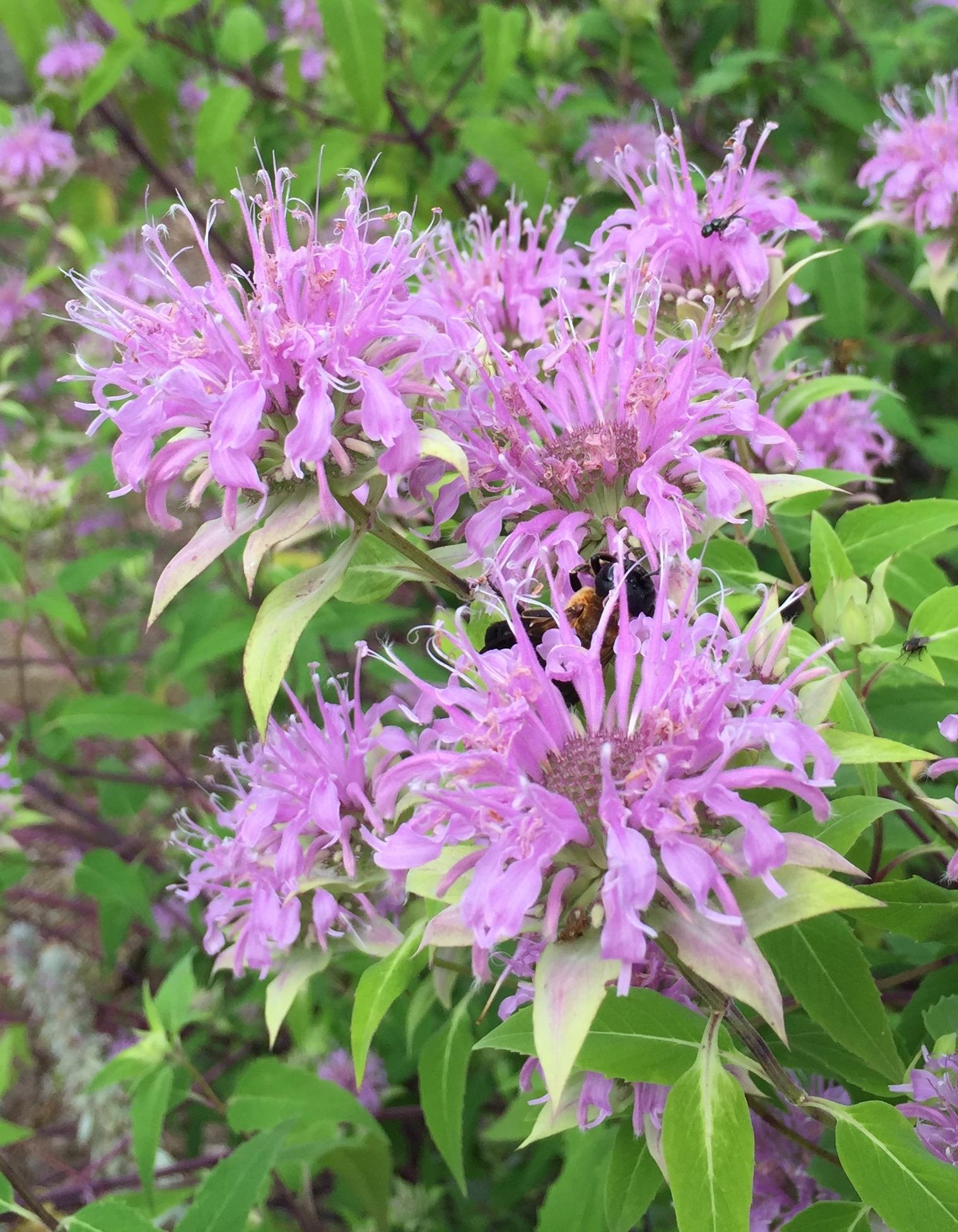 pink flowers of wild bergamot plant