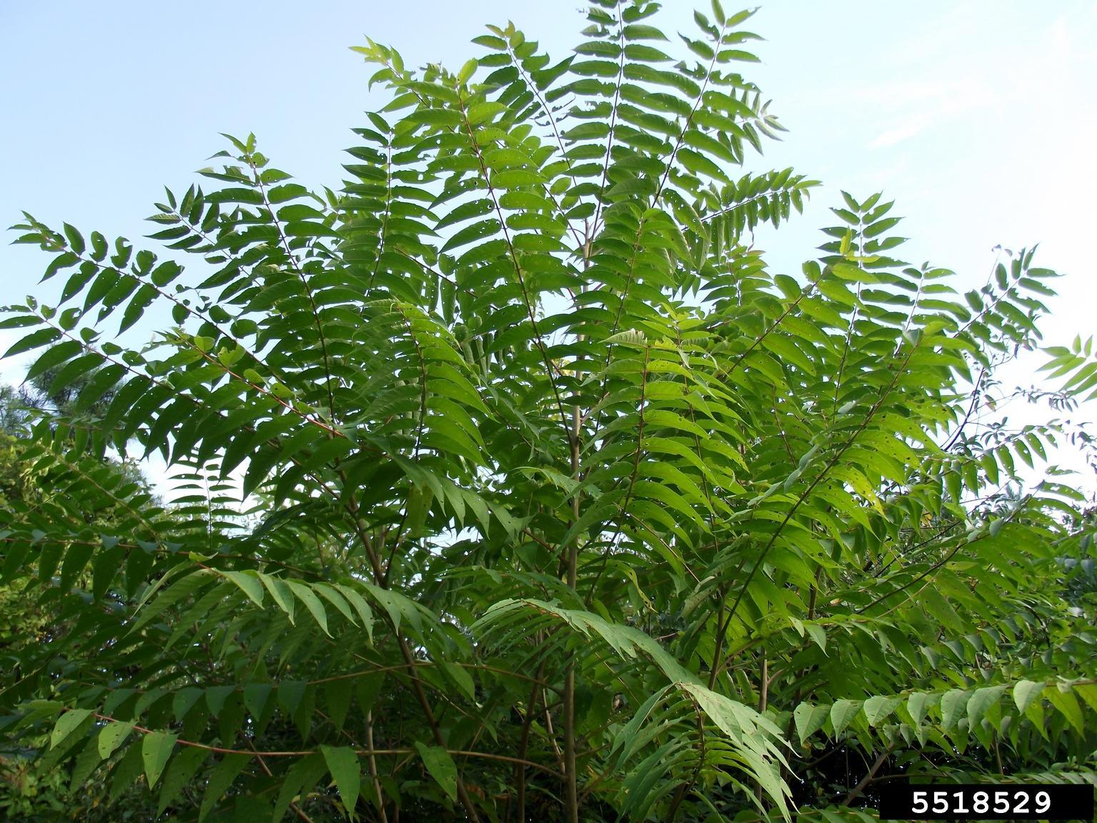 invasive tree of heaven foliage