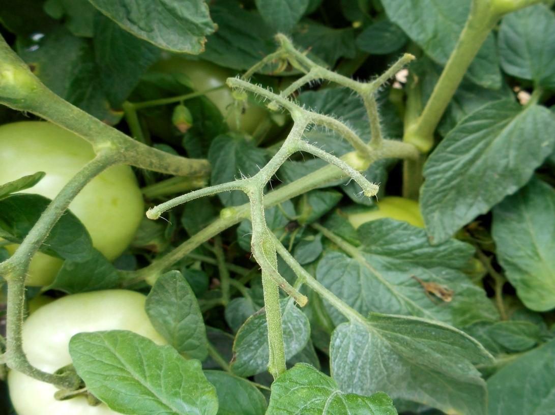 Tomato cluster