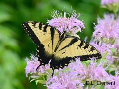 tiger swallowtail butterfly