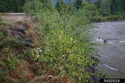 invasive butterfly bush infestation