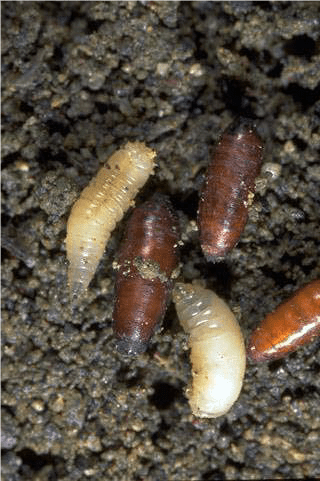 Seed maggot larvae and pupae