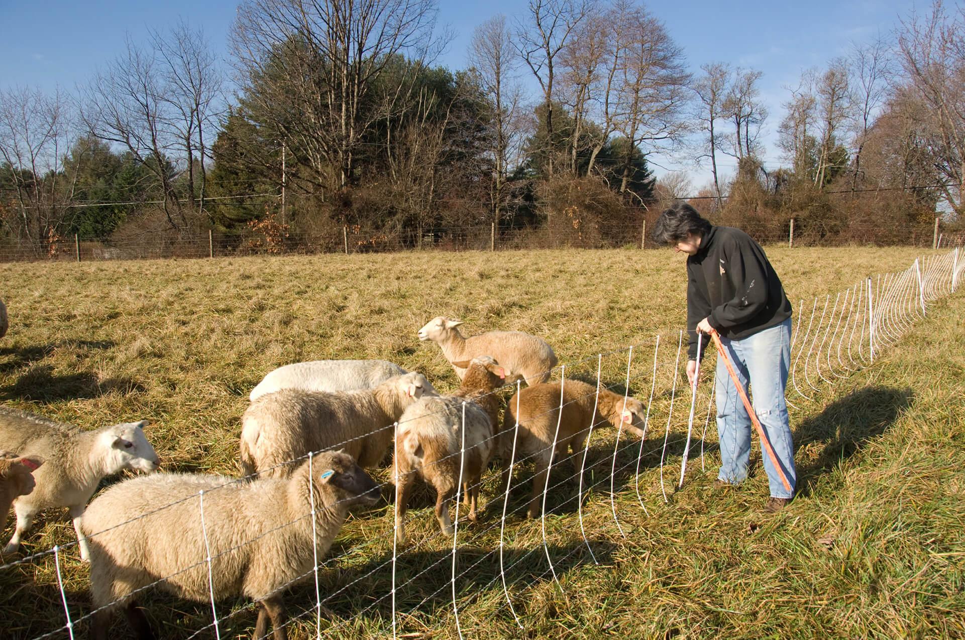 Rotational grazing of stockpiled non toxic tall fescue in December at Maple Grove farm in Fallston Maryland