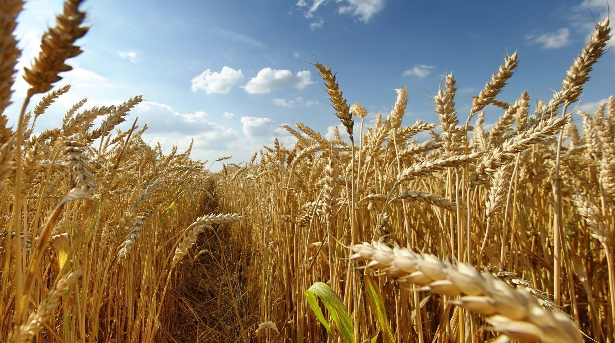 wheat field