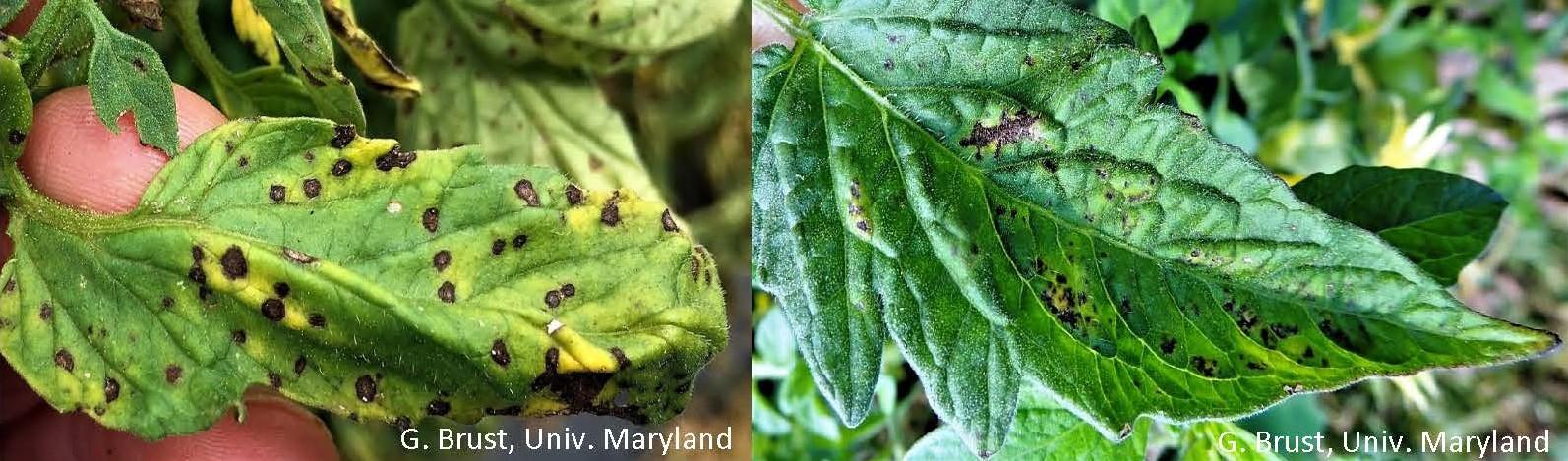 Bacterial spot on tomato leaves