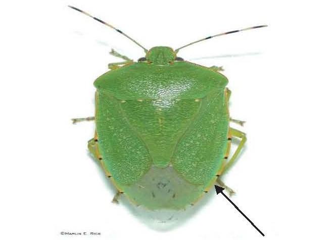 Green stink bug, orange halo surrounding adult. Photo by Marlin Rice, Iowa State Univ 