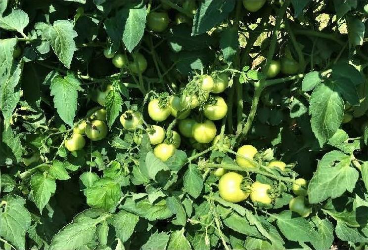 Fruit clusters exposed to the weather