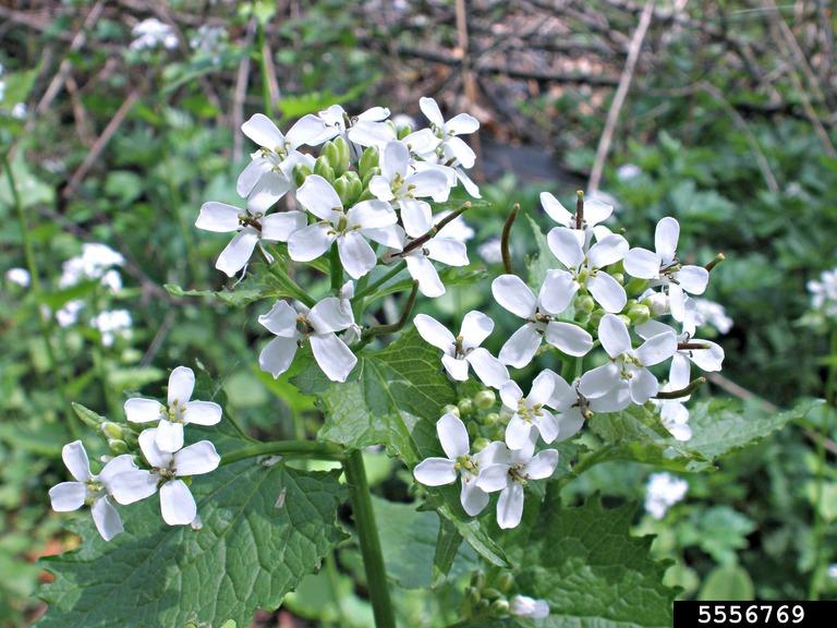 Garlic Mustard. Photo by Ansel Oommen, Bugwood.org