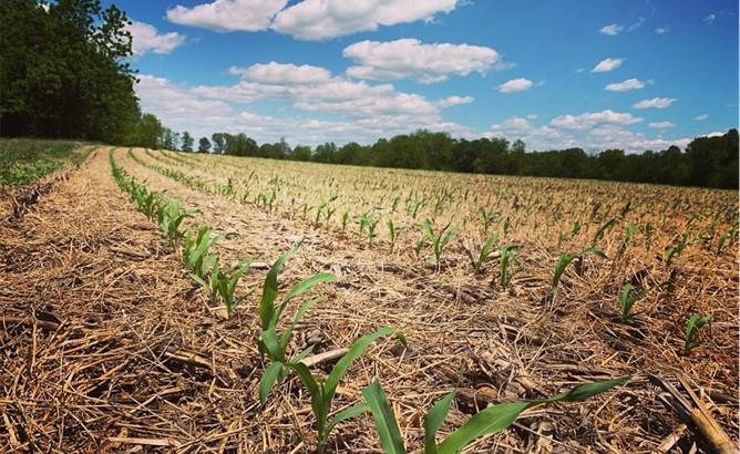 Corn Field