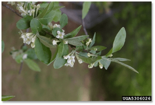 Autumn olive flowers. Photo by Nancy Loewenstein, Auburn University, bugwood.org