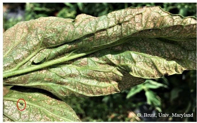 Fig. 4 Tiny black flecks of thrips feces on heavily fed upon leaf. Notice Orius in circle.