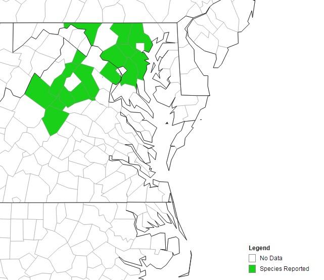 Current distribution of Wavyleaf  basketgrass. (eddmaps.org)