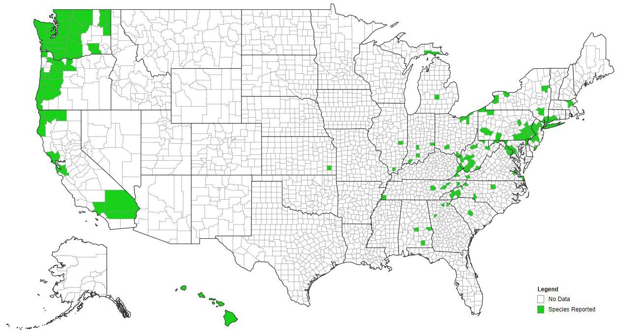 Butterflybush US county distribution. Courtesy eddmaps.org.