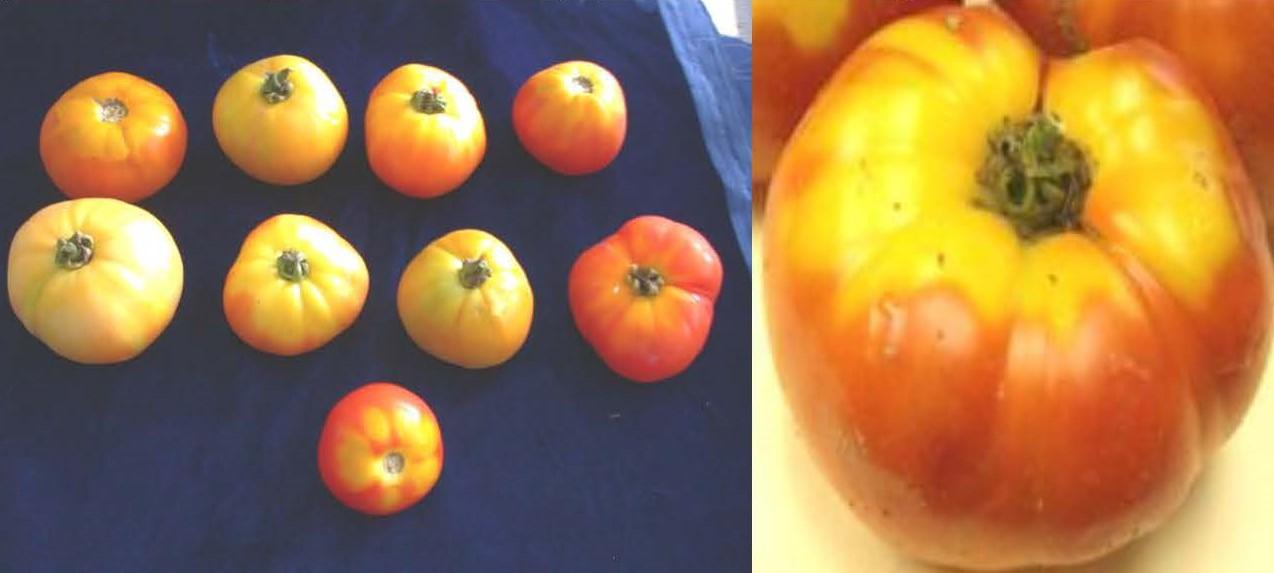 Various forms of yellow shoulder showing up now in the field and high tunnels