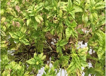 Basil plant infected with downy mildew.