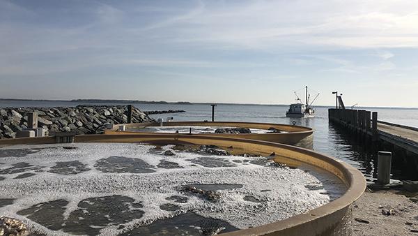 Image of remote setting tank at Horn Point Lab