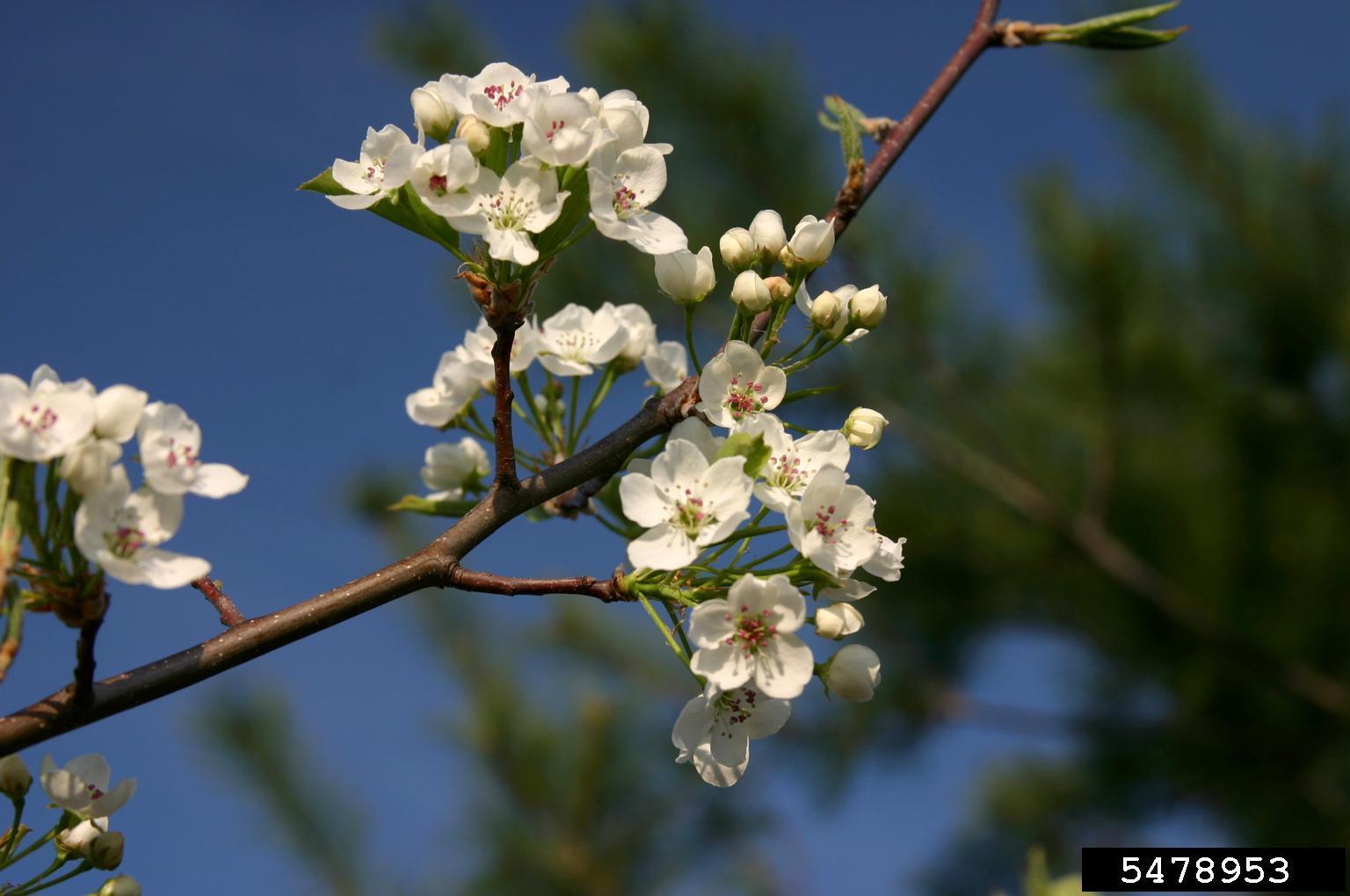 Callery Pear flowers. Photo by Leslie J. Mehrhoff, University of Connecticut, Bugwood.org