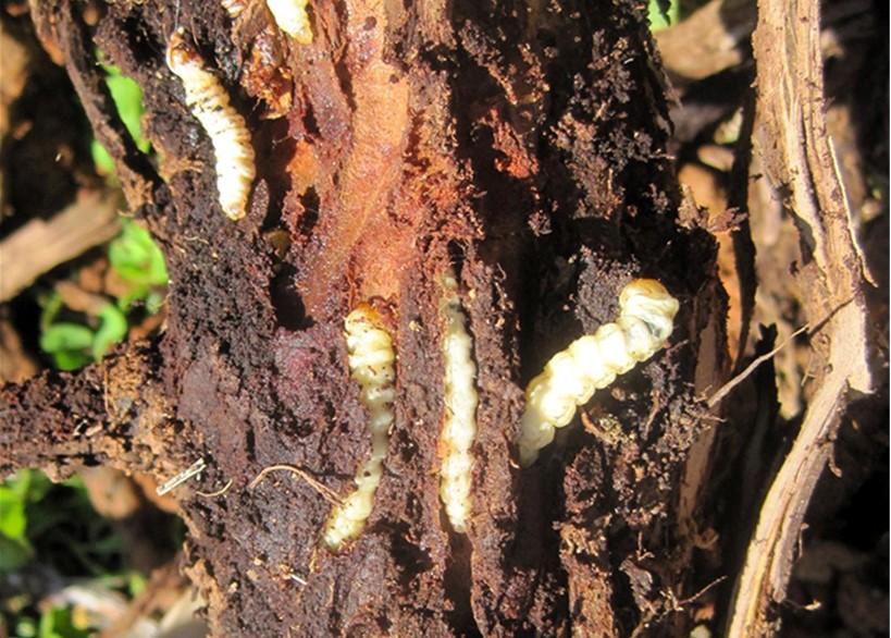 Grape Root Borer larvae