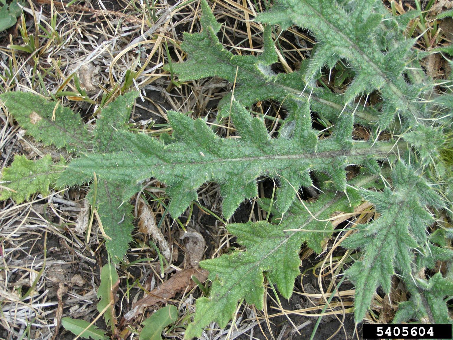 Bull Thistle leaves. Photo by Bonnie Million, Bureau of Land Management, bugwood.org